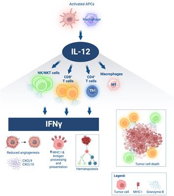 Preclinical and clinical studies of a tumor targeting IL-12 immunocytokine